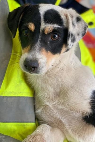 Julia, geb. ca. 08/2025, 79576 Weil a. R