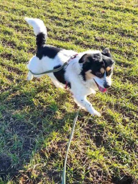 Verspielter Schefukas