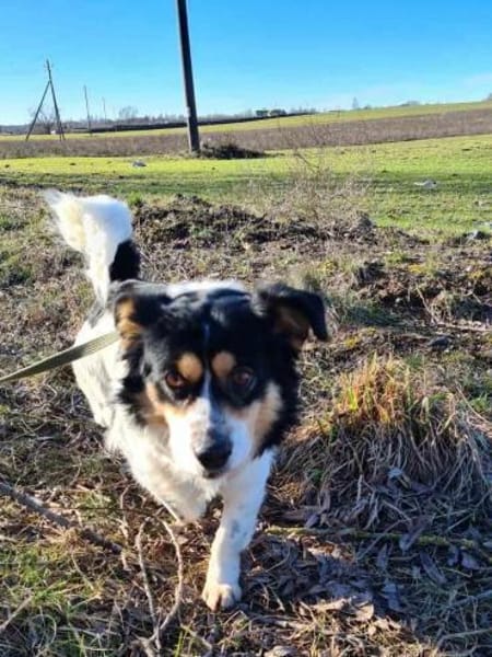 Verspielter Schefukas