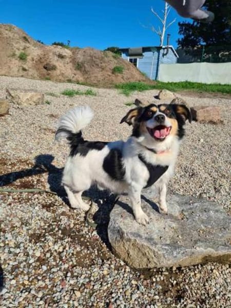 Verspielter Schefukas