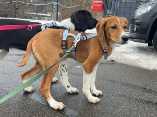 Calipso hofft auf ihre Chance