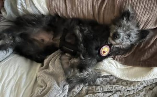 Floki - süß und einfach wunderbar