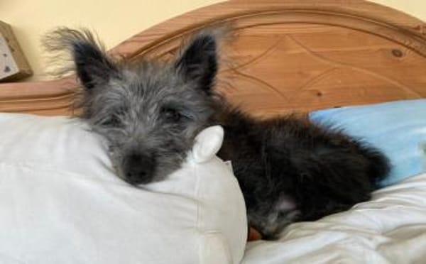 Floki - süß und einfach wunderbar