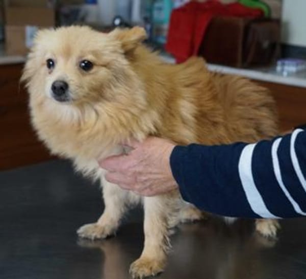 Iggy° in 65195 Wiesbaden