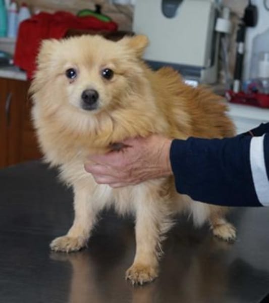 Iggy° in 65195 Wiesbaden