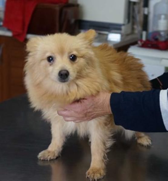 Iggy° in 65195 Wiesbaden