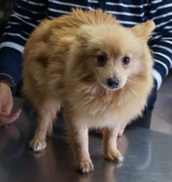 Iggy° in 65195 Wiesbaden