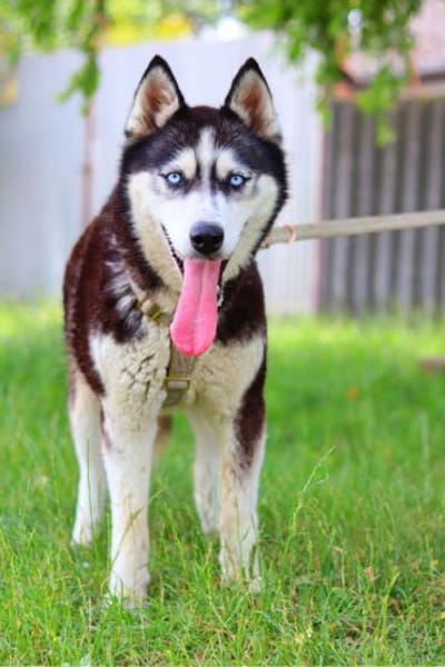 Maya, fröhliche Husky-Hündin, ca. 8 Jahr