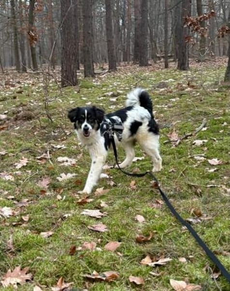 Duke sucht ein aktives Zuhause