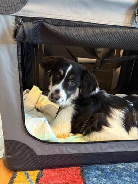 Duke sucht ein aktives Zuhause