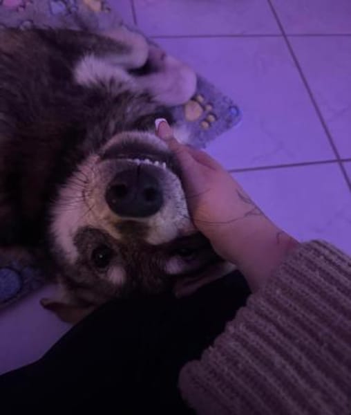 Tobi, freundlicher Junghund sucht dich