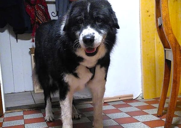 Traumhündin Gracia hofft auf ihre Chance