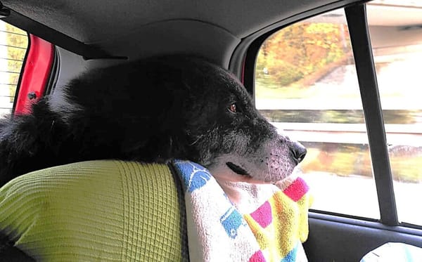 Traumhündin Gracia hofft auf ihre Chance