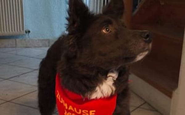 Kämpferin Sayana sucht ein Zuhause