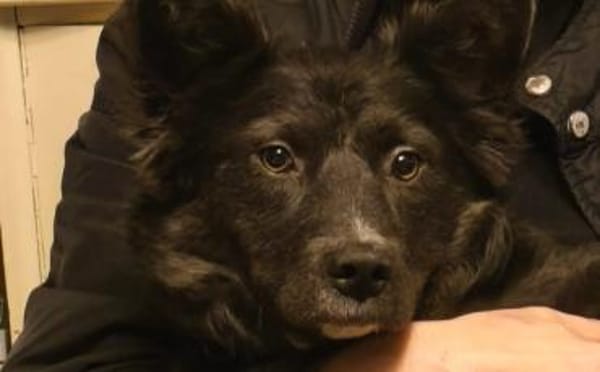 Kämpferin Sayana sucht ein Zuhause