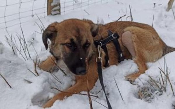 Scheues Hundekind Lucy sucht Heimat