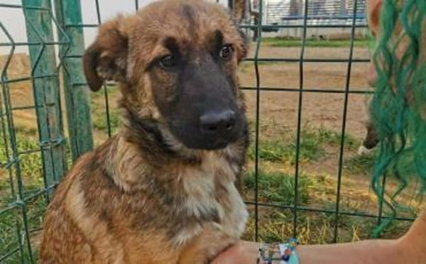 Scheues Hundekind Lucy sucht Heimat