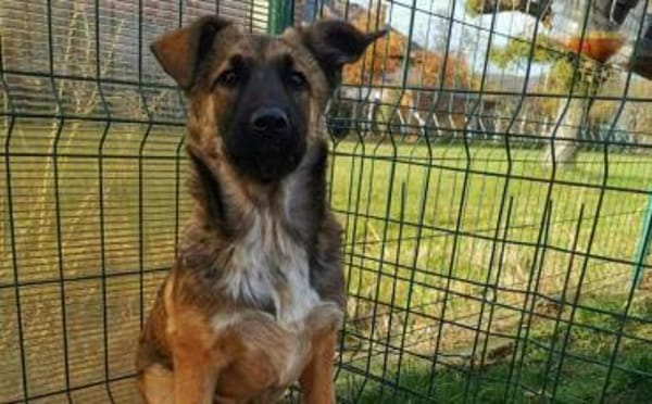 Scheues Hundekind Lucy sucht Heimat