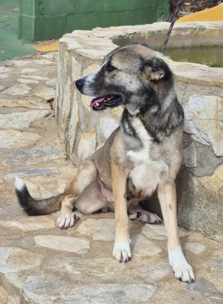 Schüchterne Teddybärin Elina