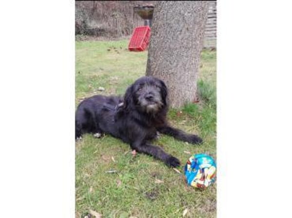 Chilli - wartet in 38122 Braunschweig