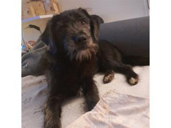 Chilli - wartet in 38122 Braunschweig