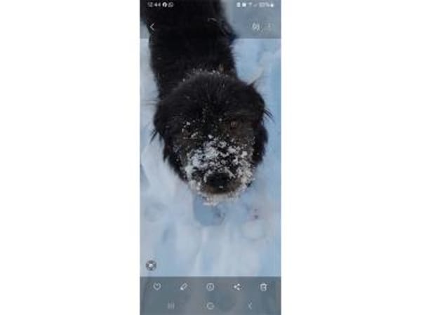 Chilli - wartet in 38122 Braunschweig