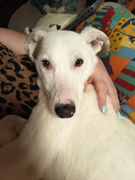 Suzi - neugieriges Hundemädchen (I)