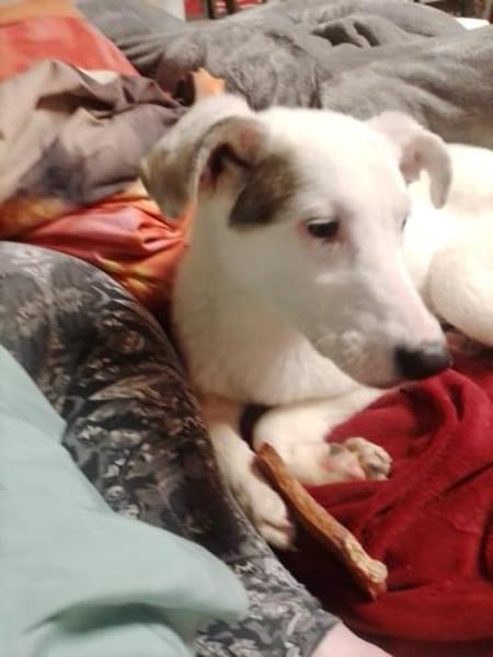 Suzi - neugieriges Hundemädchen (I)