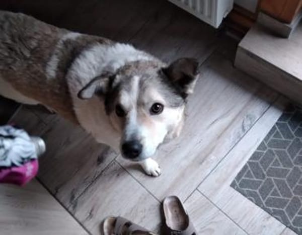 Einsame Cora sucht Familienanschluss