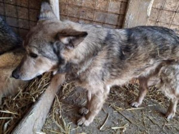 Hansi wartet noch auf sein Glück