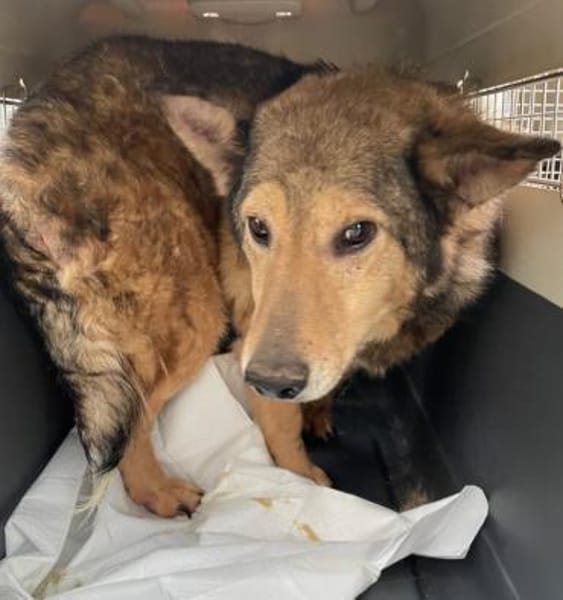 Hansi wartet noch auf sein Glück