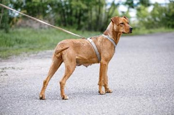 Abigail, liebevoller Sonnenschein, 4J 24