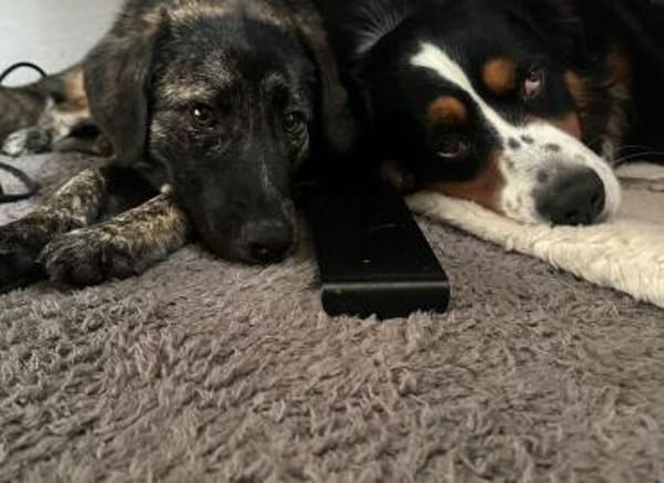 Die hübsche Ewa sucht ihr Zuhause!