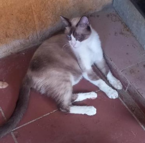 Mapache (und Duke) bei München (ALM)