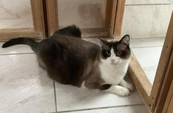 Mapache (und Duke) bei München (ALM)