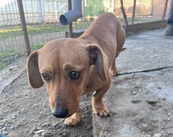 Scooby° in 55777 Berschweiler