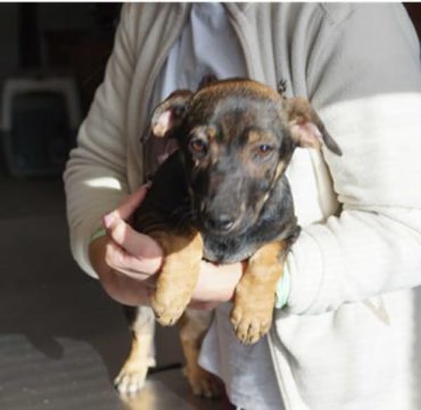 Yumi° 86529 Schrobenhausen