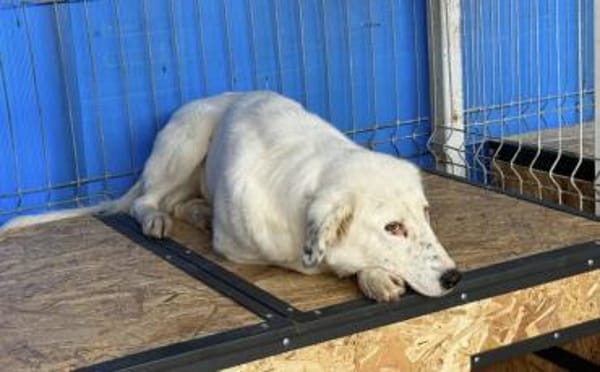 Christine-sanfte Seele m Sommersprossen