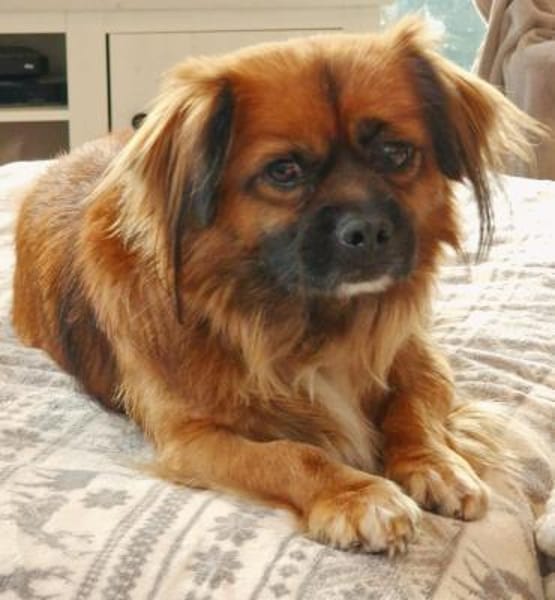 💙Mogli💙 sucht seine Menschen 🐾💙