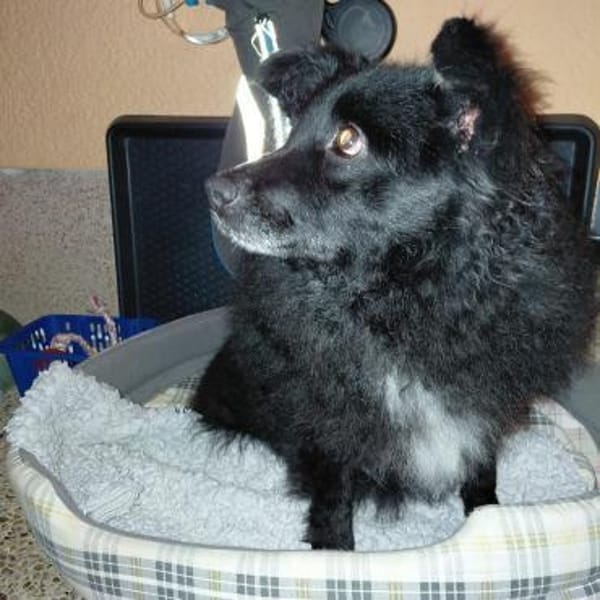 Annie ein absoluter Schatz