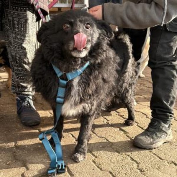 Annie ein absoluter Schatz