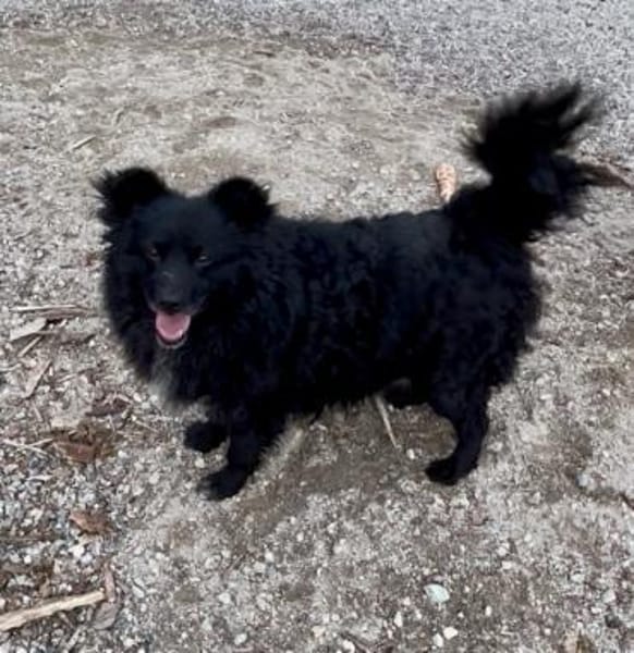 Annie ein absoluter Schatz