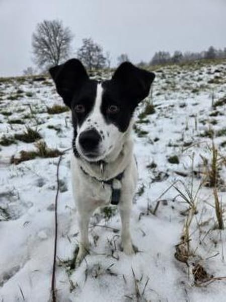 Zita wartet auf ein liebevolles Zuhause