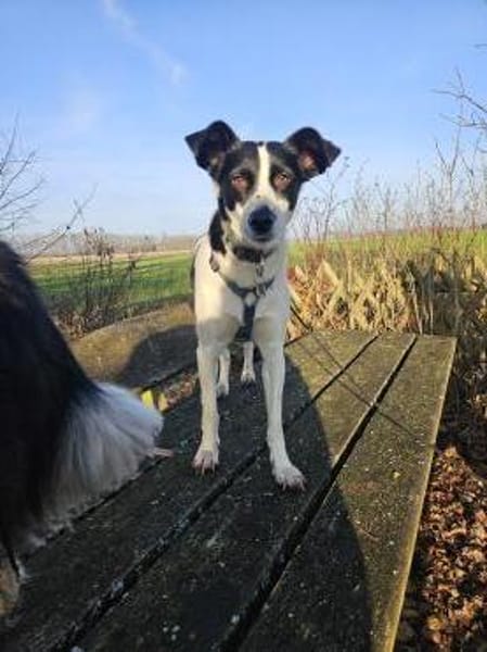 Zita wartet auf ein liebevolles Zuhause