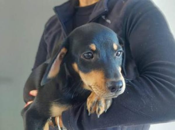 Oreo möchte sein Leben genießen