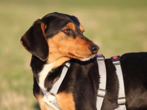 Xenon wünscht sich seine Familie