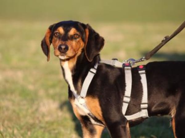 Xenon wünscht sich seine Familie