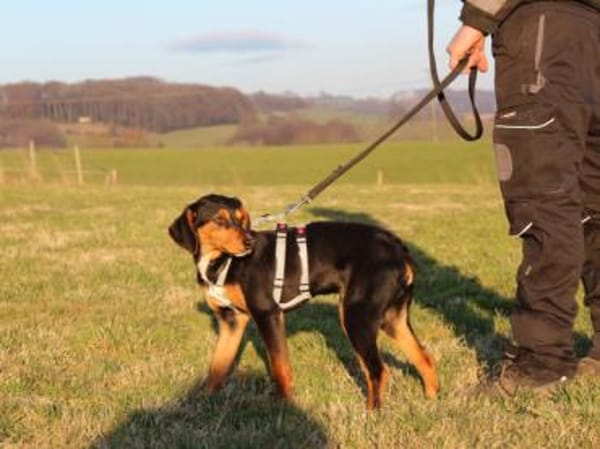 Xenon wünscht sich seine Familie