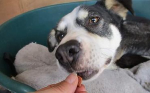 Wer hilft unserer Angsthündin Nukka ?