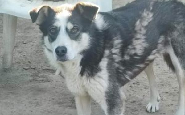 Wer hilft unserer Angsthündin Nukka ?